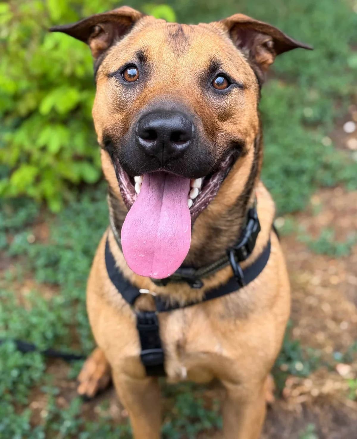 Fanta, Mixed Breed (TierQuarTier Wien)