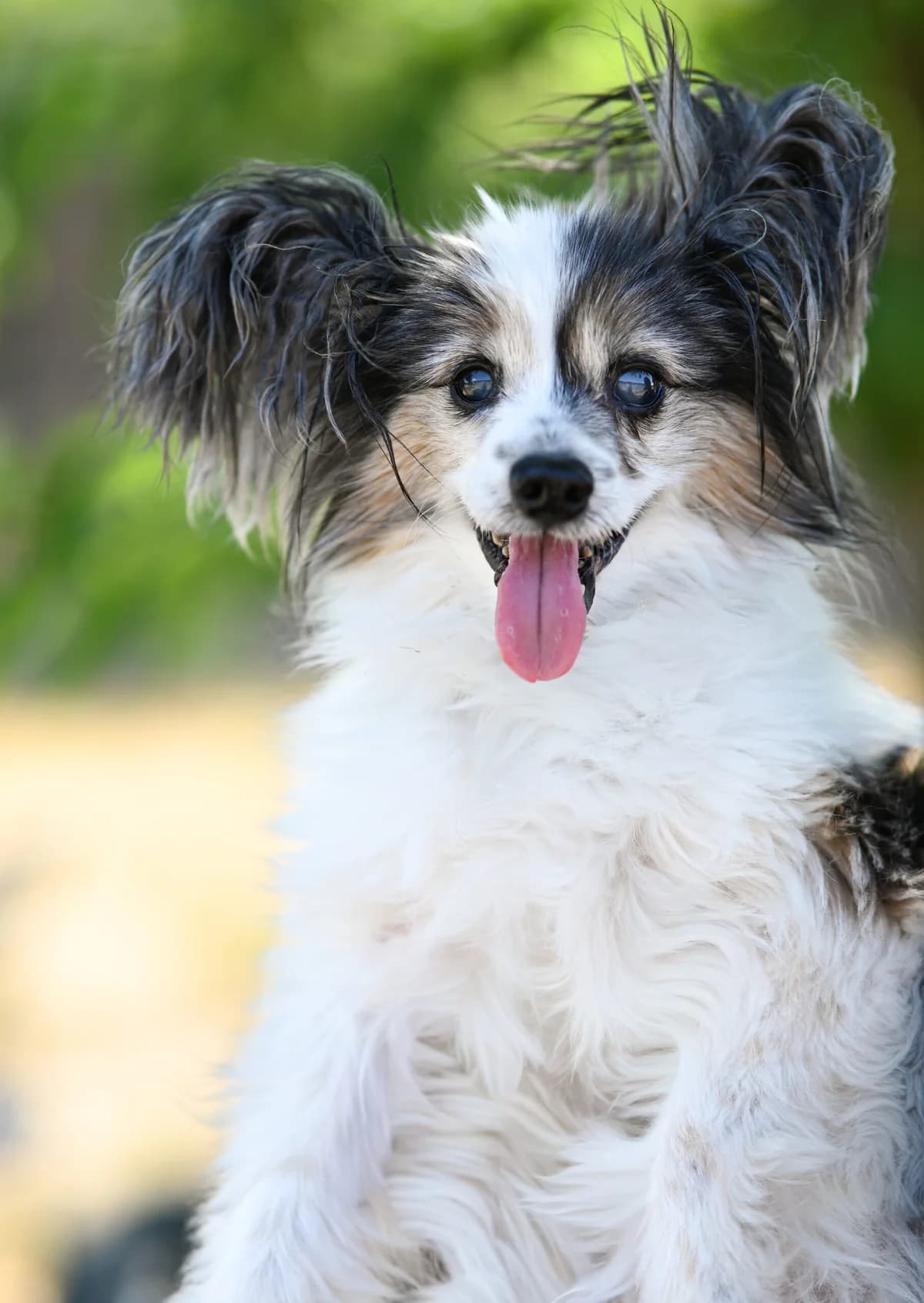 Felix, Papillon (TierQuarTier Wien)
