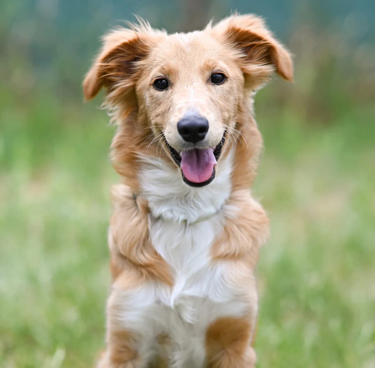 Feta, female Mixed Breed for adoption at TierQuarTier Wien, Vienna
