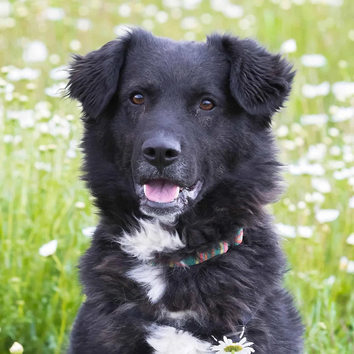 Fidelio, male Mixed Breed for adoption at TierQuarTier Wien, Vienna