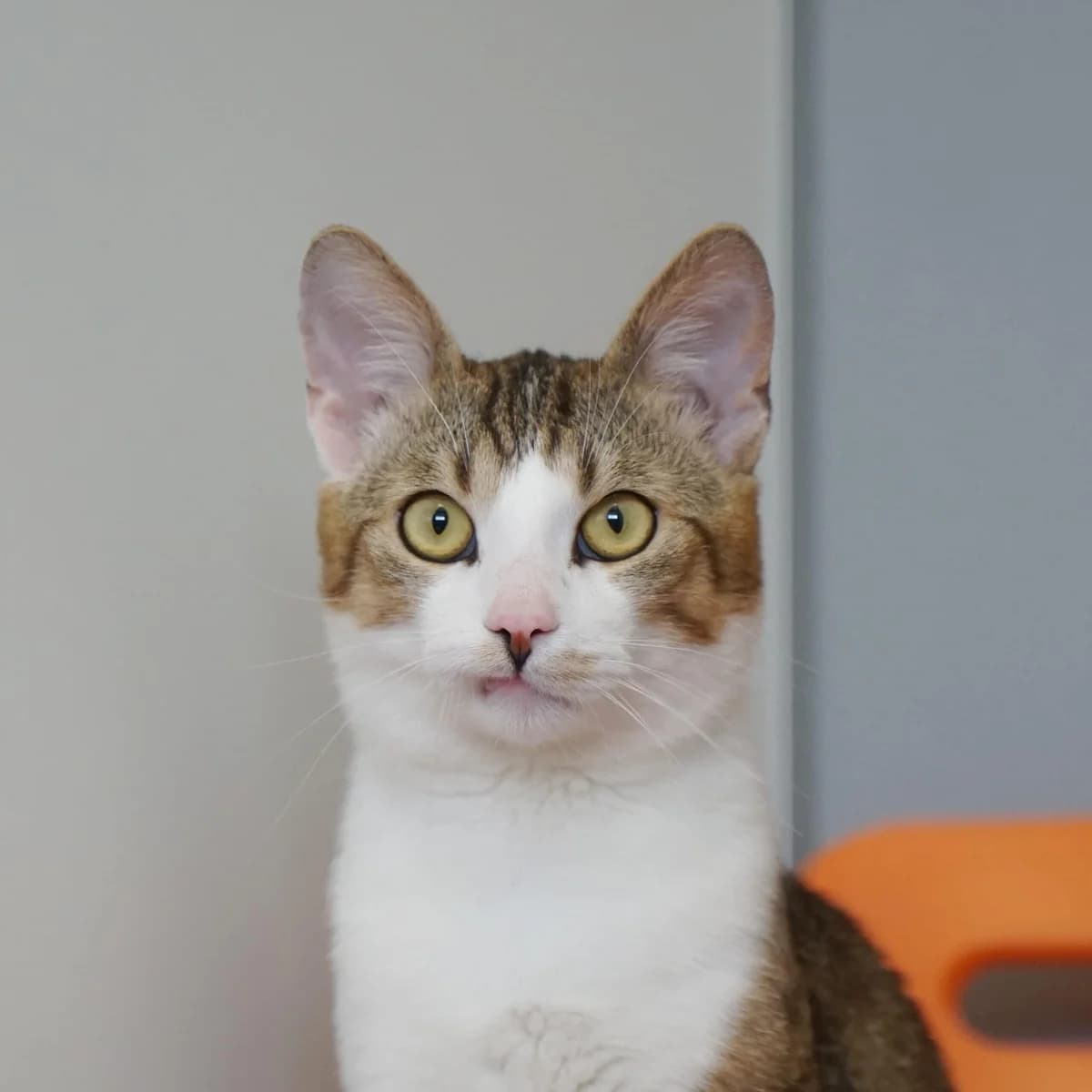 Finno, male mixed breed for adoption at TierQuarTier Wien, Vienna