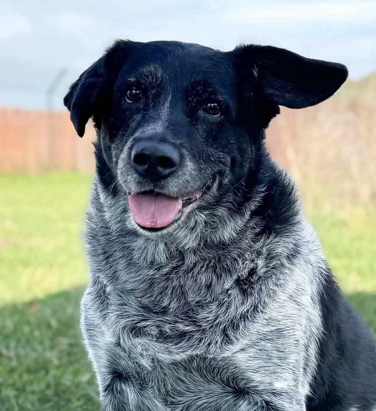 Flecki, male Mixed Breed for adoption at TierQuarTier Wien, Vienna