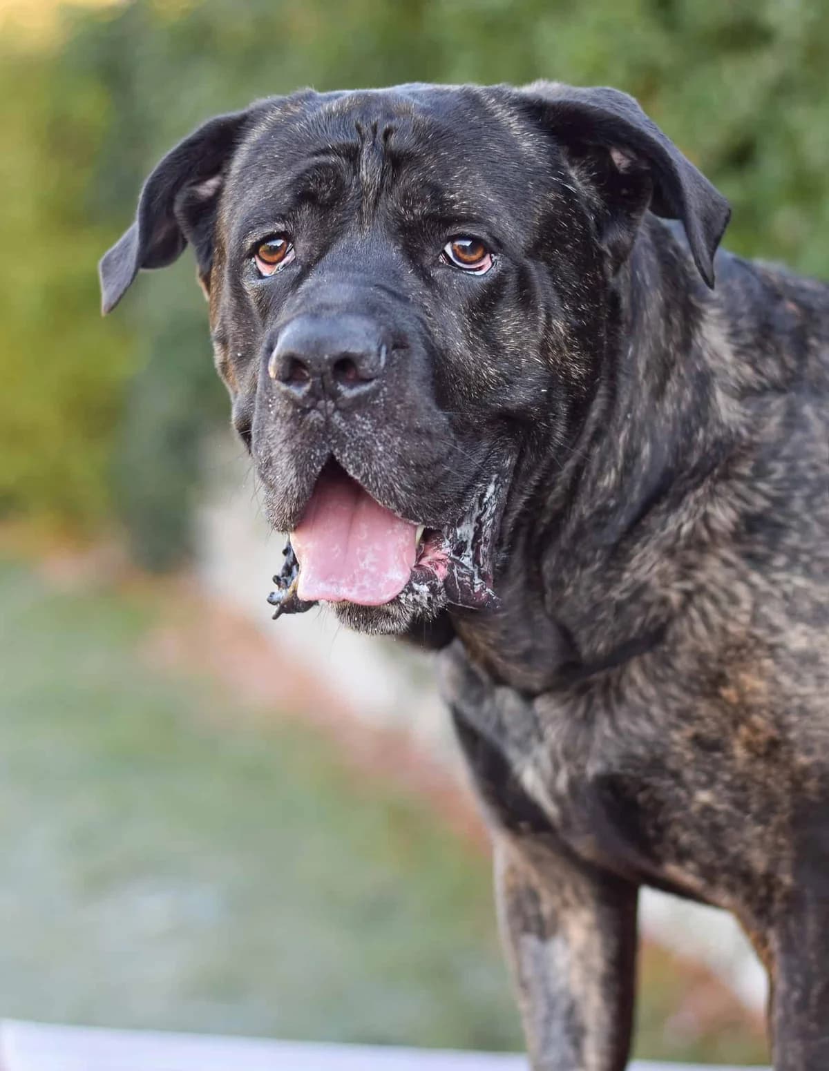 Floh, male Cane Corso for adoption at TierQuarTier Wien, Vienna