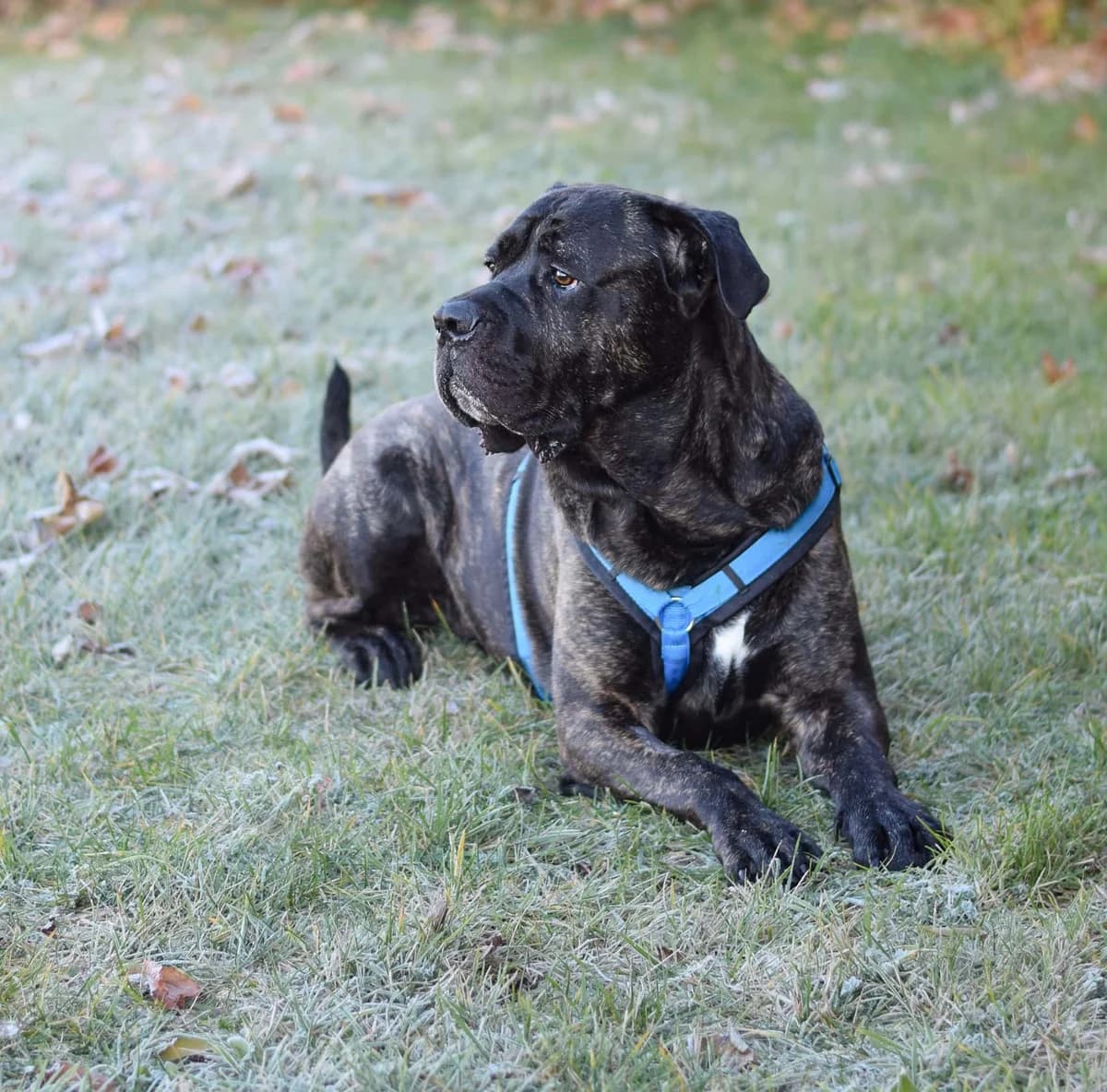Floh, male Cane Corso for adoption at TierQuarTier Wien, Vienna — photo 2 of 5