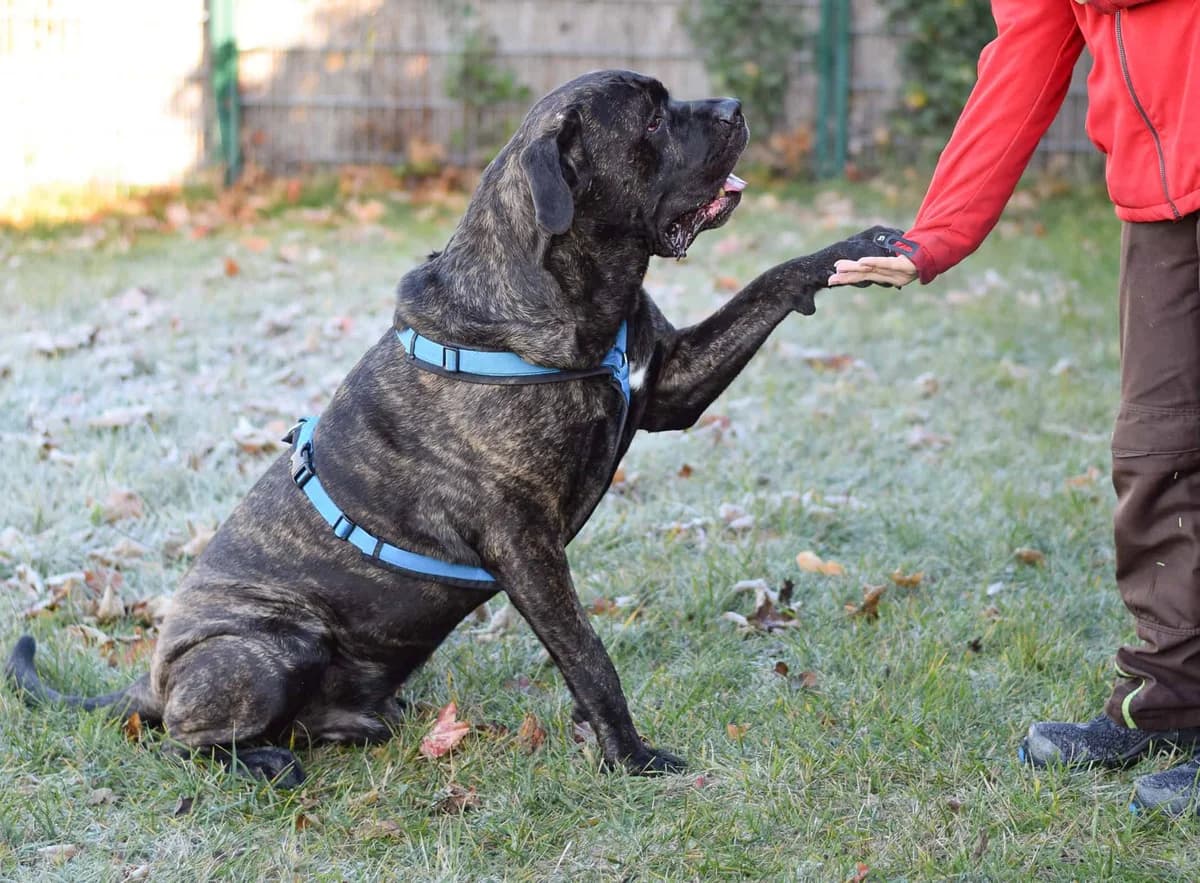 Floh, male Cane Corso for adoption at TierQuarTier Wien, Vienna — photo 3 of 5