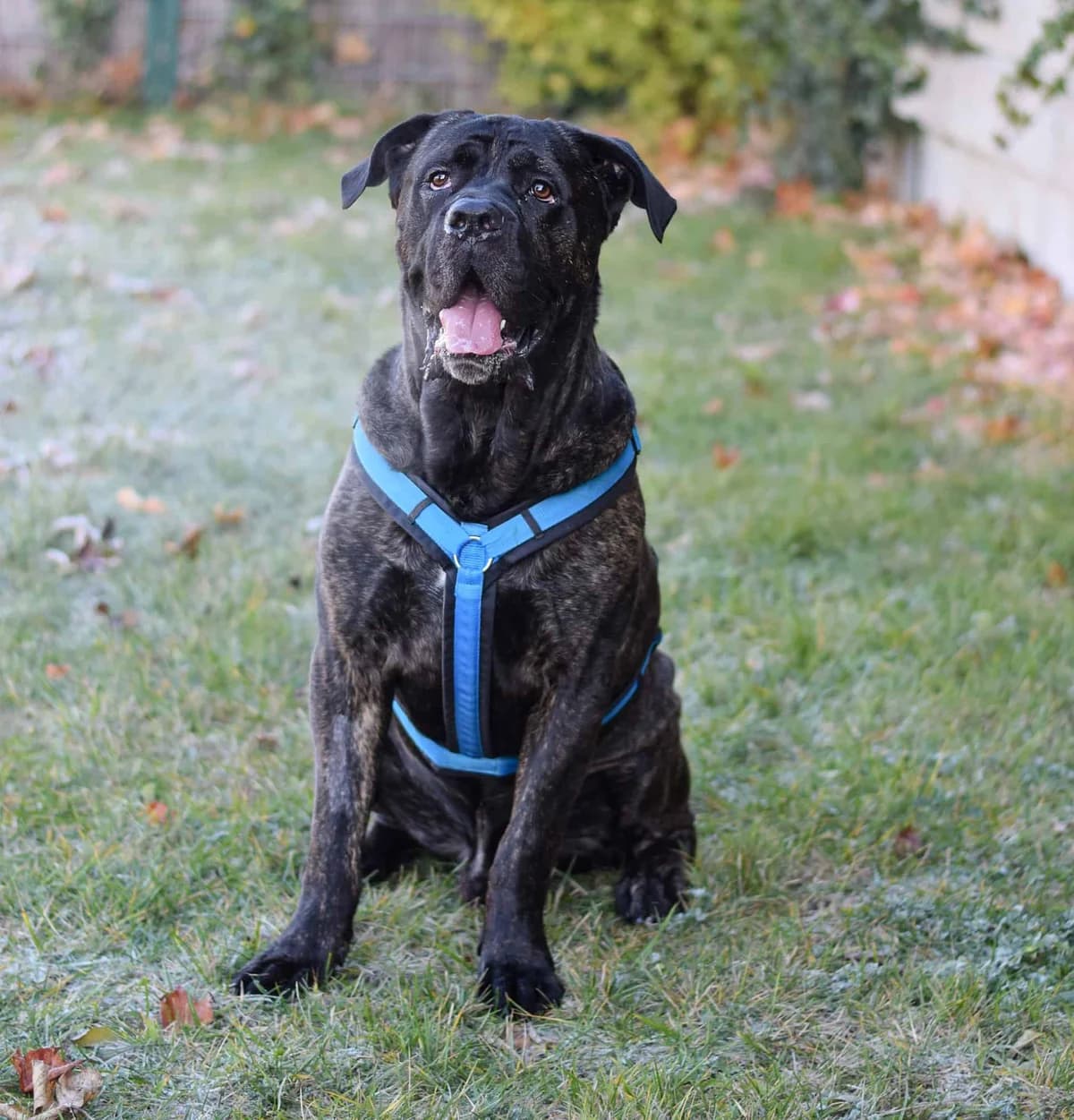 Floh, male Cane Corso for adoption at TierQuarTier Wien, Vienna — photo 4 of 5