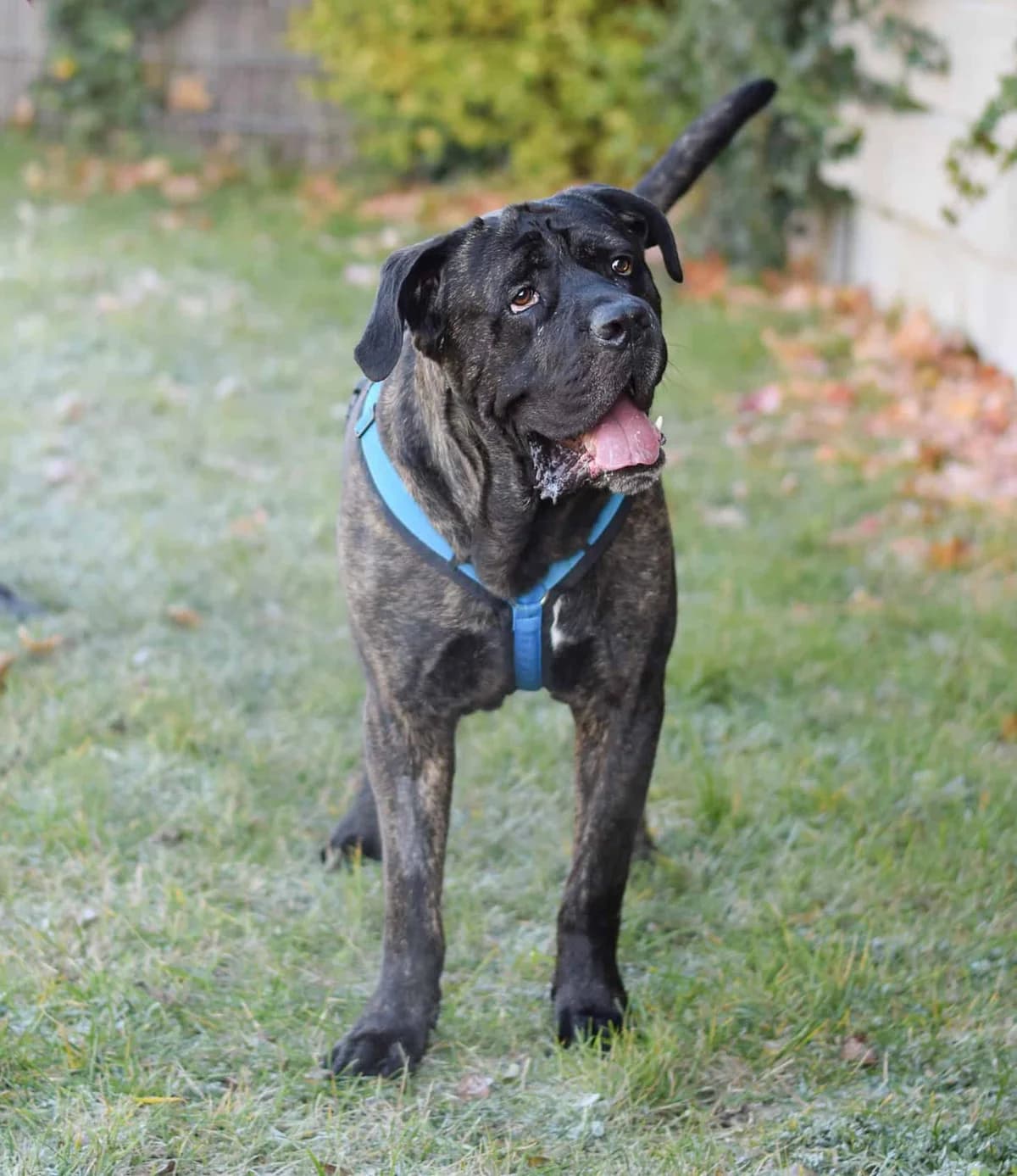Floh, male Cane Corso for adoption at TierQuarTier Wien, Vienna — photo 5 of 5