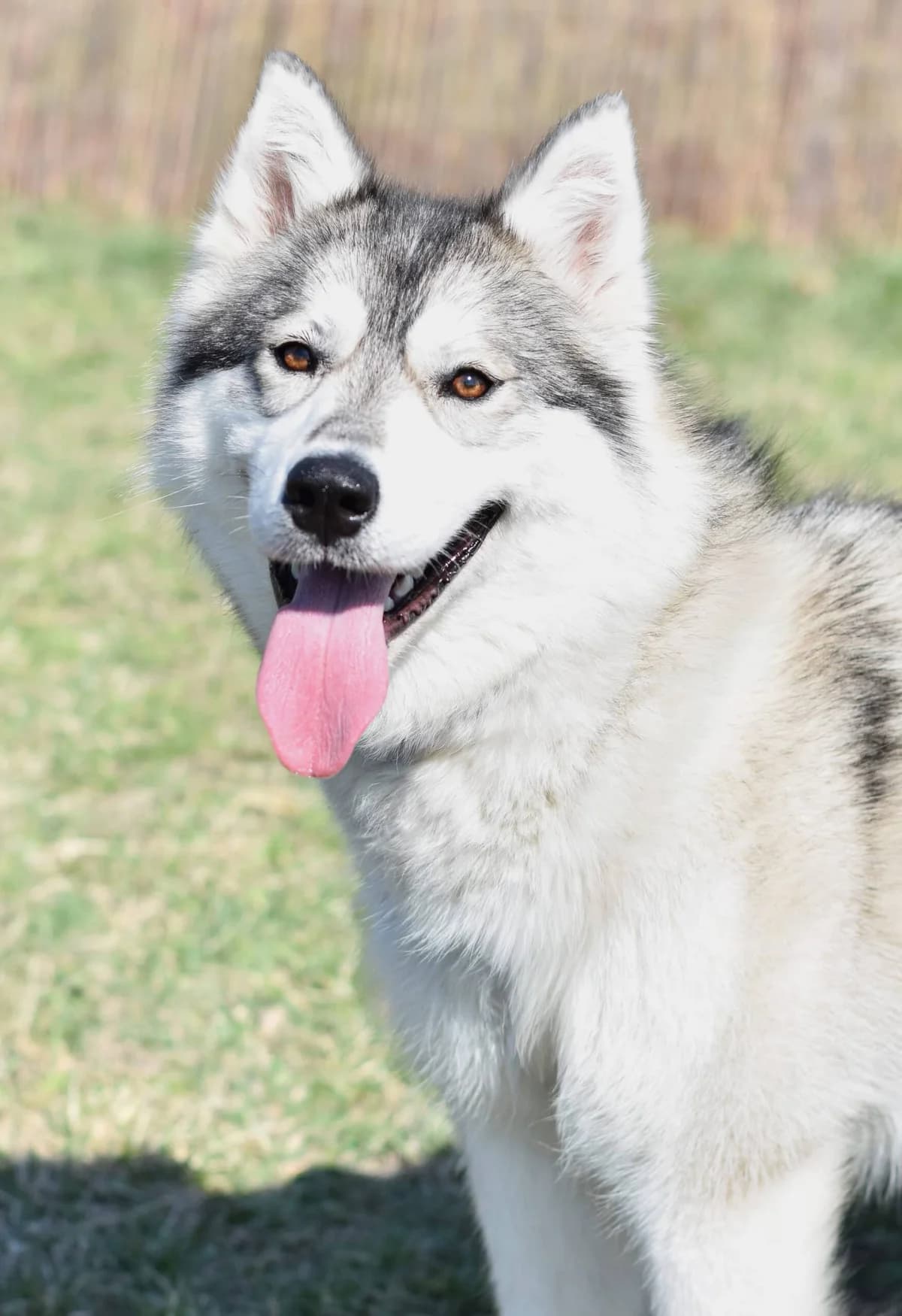 Florenz, female Husky for adoption at TierQuarTier Wien, Vienna
