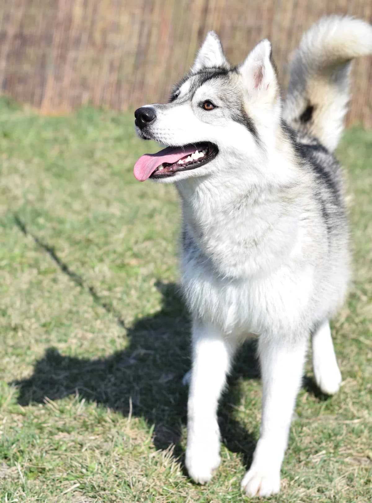 Florenz, female Husky for adoption at TierQuarTier Wien, Vienna — photo 2 of 5