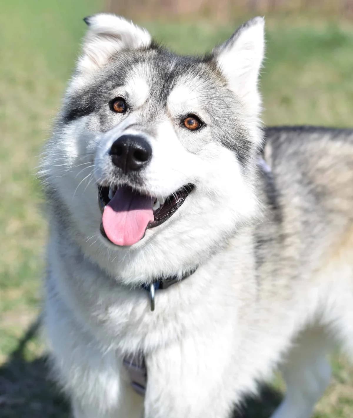 Florenz, female Husky for adoption at TierQuarTier Wien, Vienna — photo 3 of 5