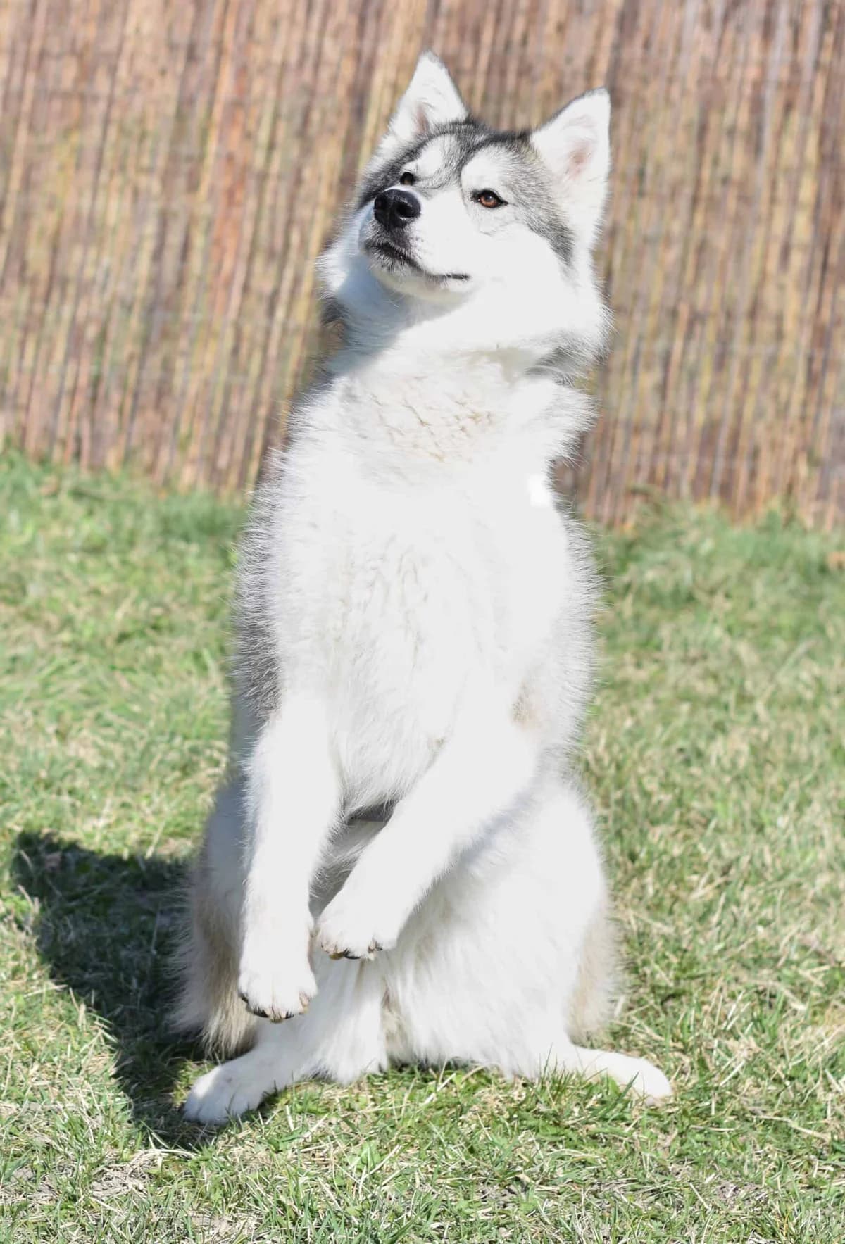 Florenz, female Husky for adoption at TierQuarTier Wien, Vienna — photo 4 of 5