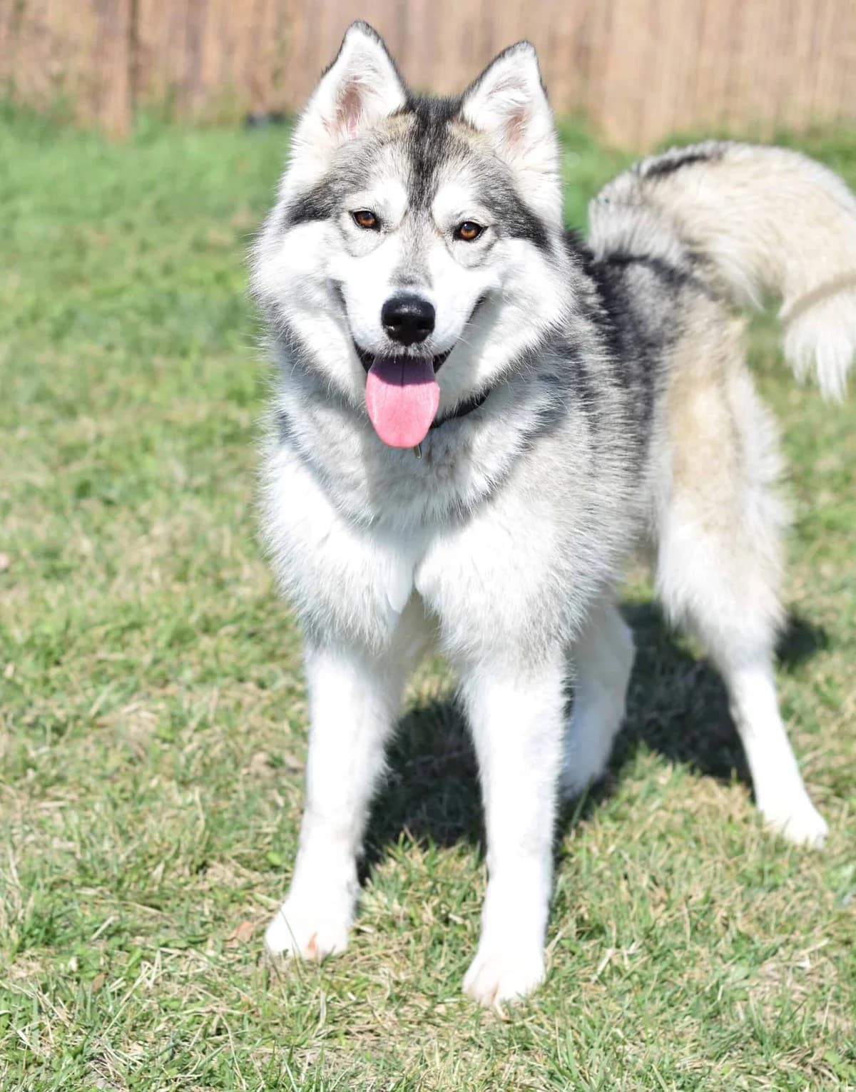 Florenz, female Husky for adoption at TierQuarTier Wien, Vienna — photo 5 of 5