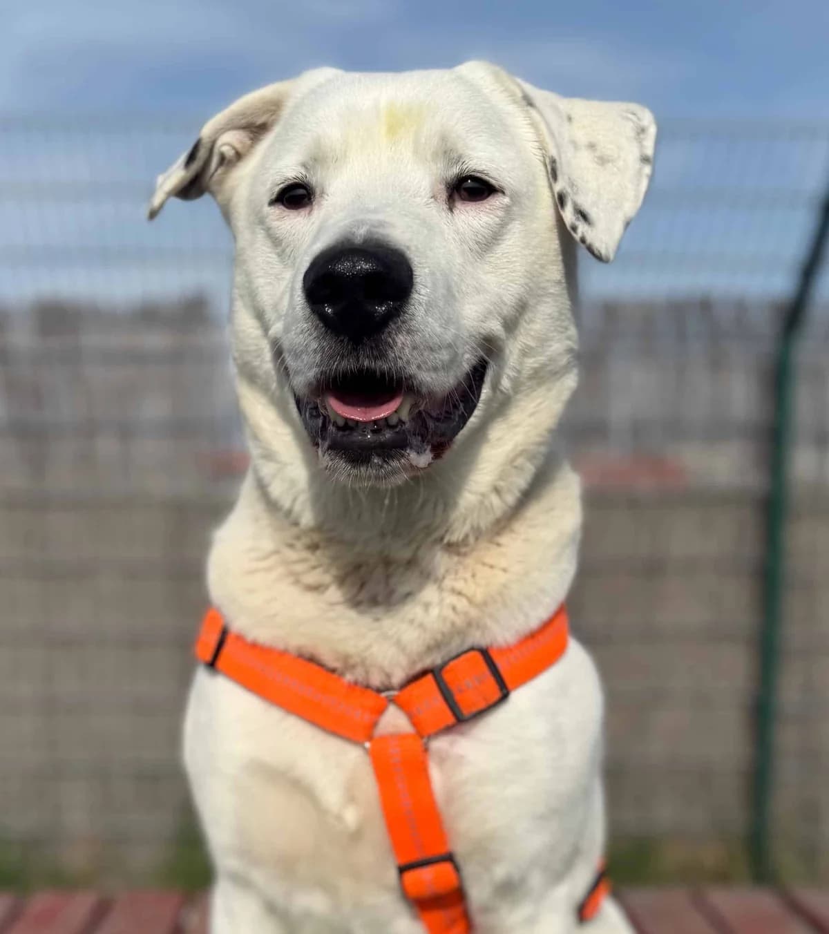 Fonsi, Mixed Breed (TierQuarTier Wien)