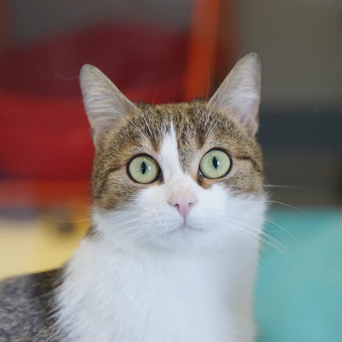 Gaia, female mixed breed for adoption at TierQuarTier Wien, Vienna