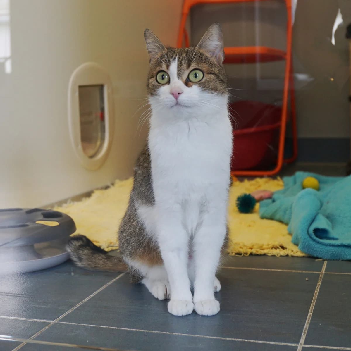 Gaia, female mixed breed for adoption at TierQuarTier Wien, Vienna — photo 2 of 3