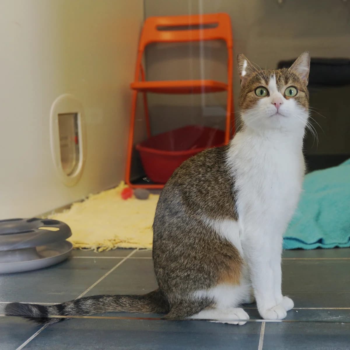 Gaia, female mixed breed for adoption at TierQuarTier Wien, Vienna — photo 3 of 3