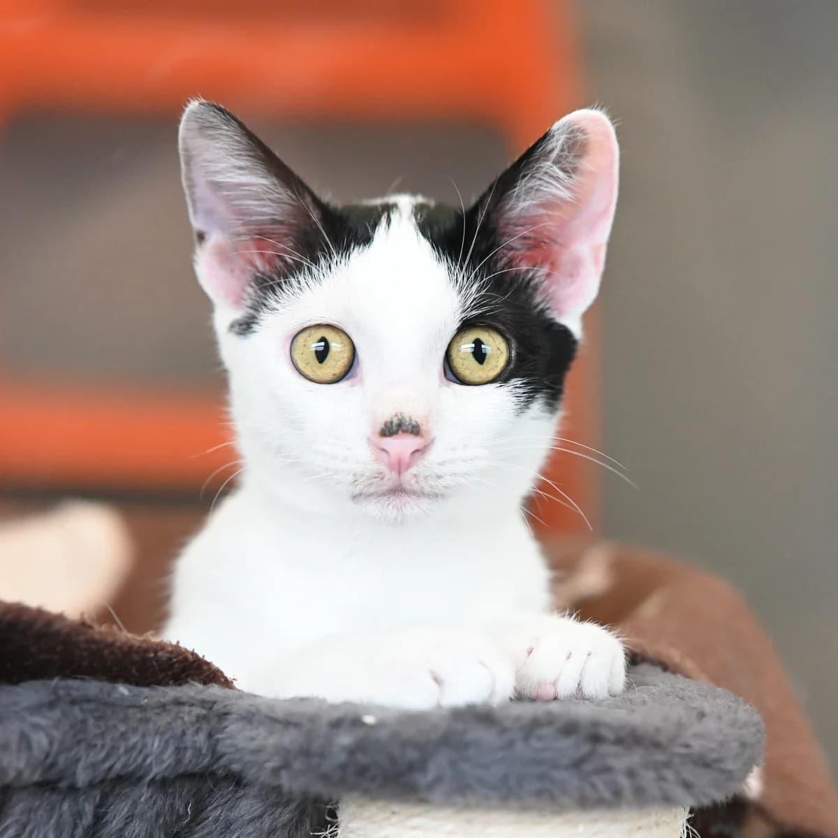 Gecko, male mixed breed for adoption at TierQuarTier Wien, Vienna