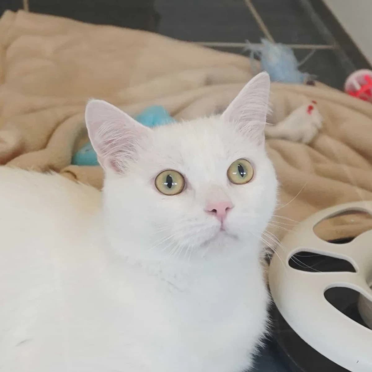 Ghost, male mixed breed for adoption at TierQuarTier Wien, Vienna