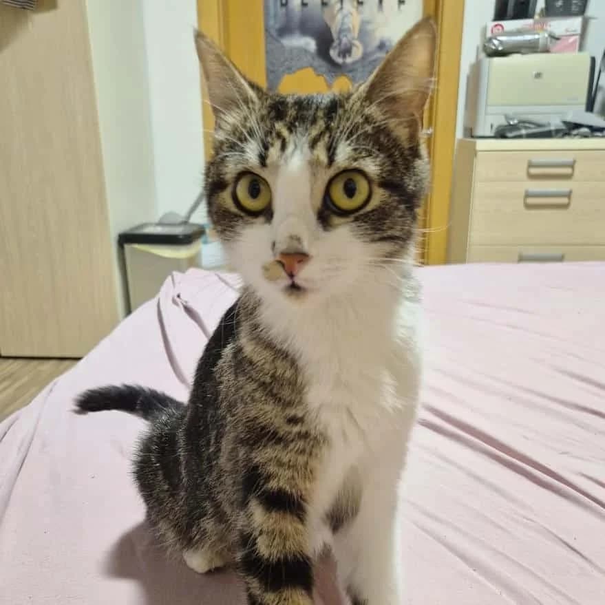 Gigi, female mixed breed for adoption at TierQuarTier Wien, Vienna