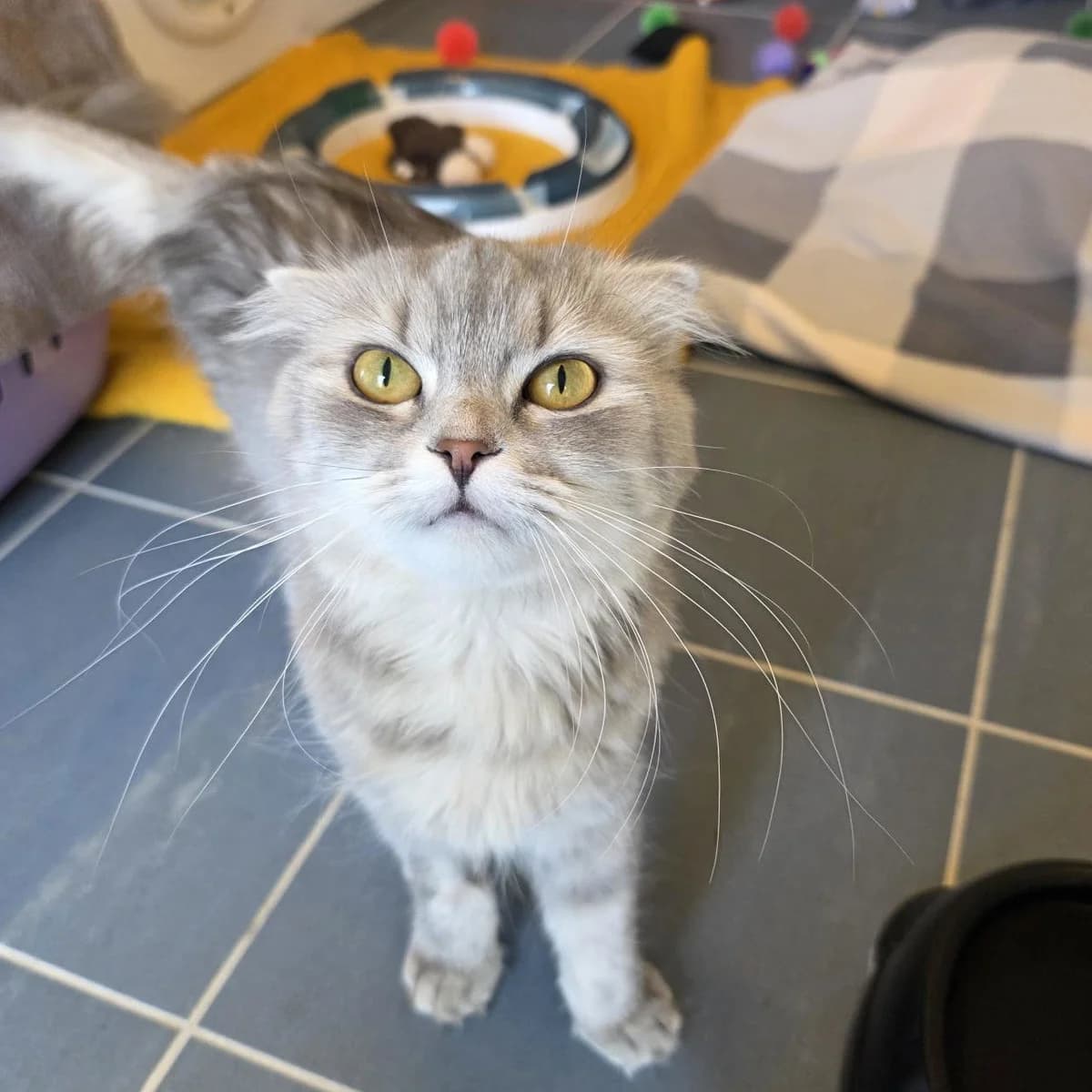 Gloria, female Scottish Fold for adoption at TierQuarTier Wien, Vienna