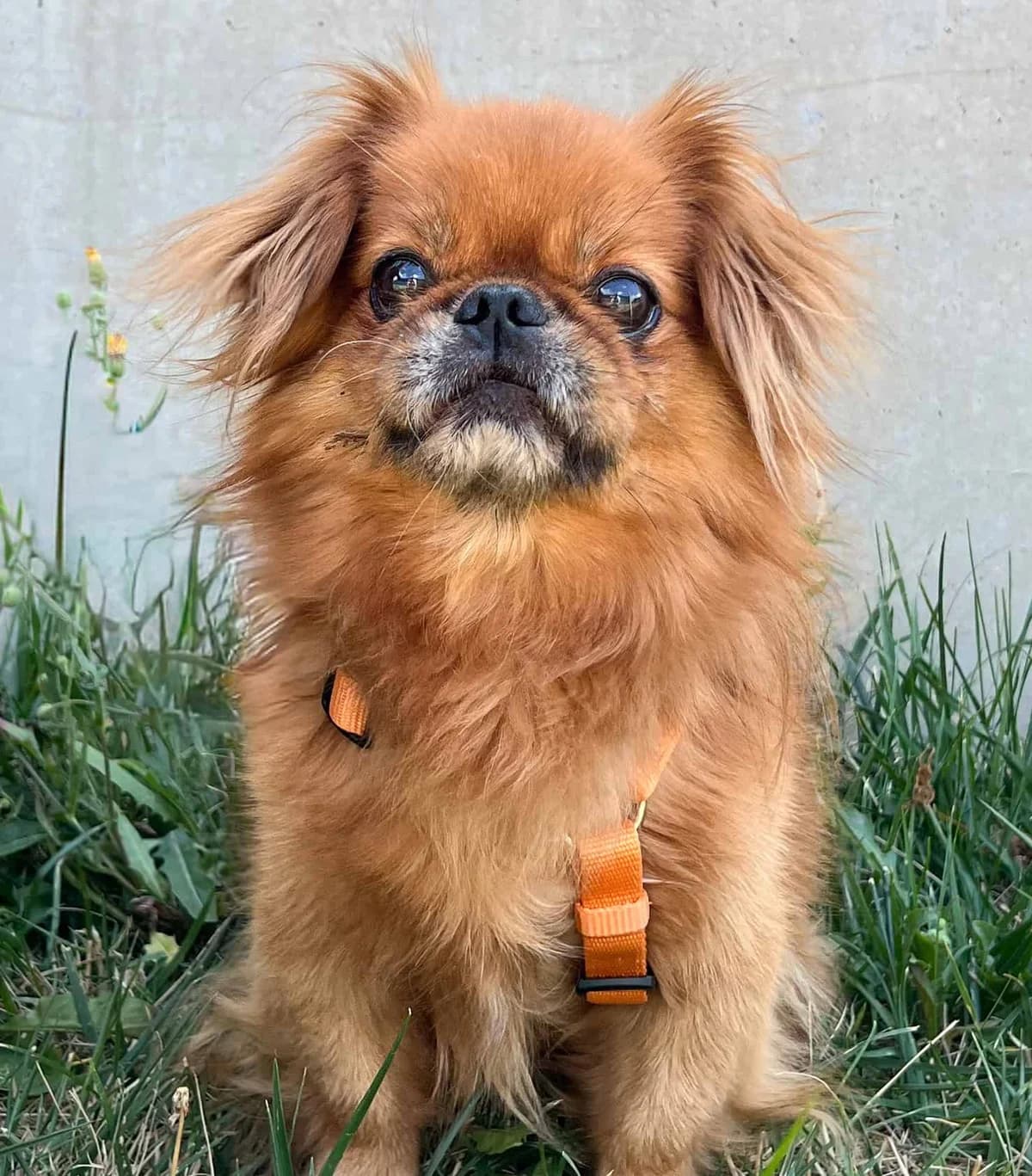 Gouda, male mixed breed for adoption at TierQuarTier Wien, Vienna