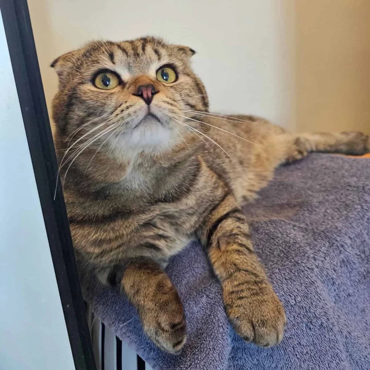 Gustavo, male Scottish Fold for adoption at TierQuarTier Wien, Vienna