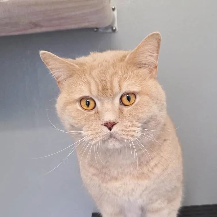 Harry, male British Shorthair for adoption at TierQuarTier Wien, Vienna