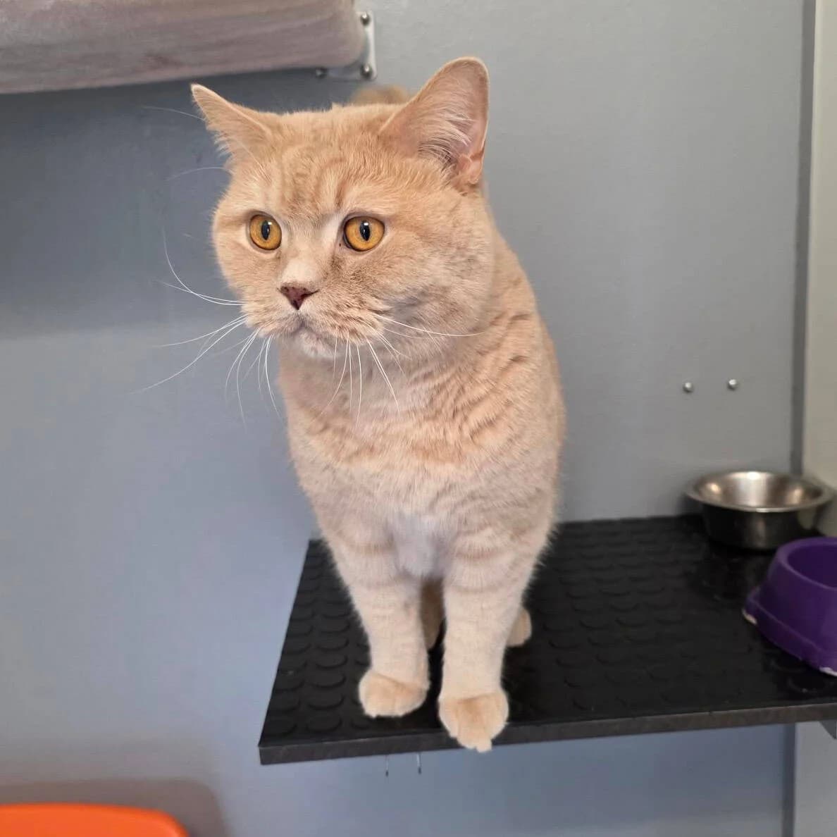 Harry, male British Shorthair for adoption at TierQuarTier Wien, Vienna — photo 2 of 4