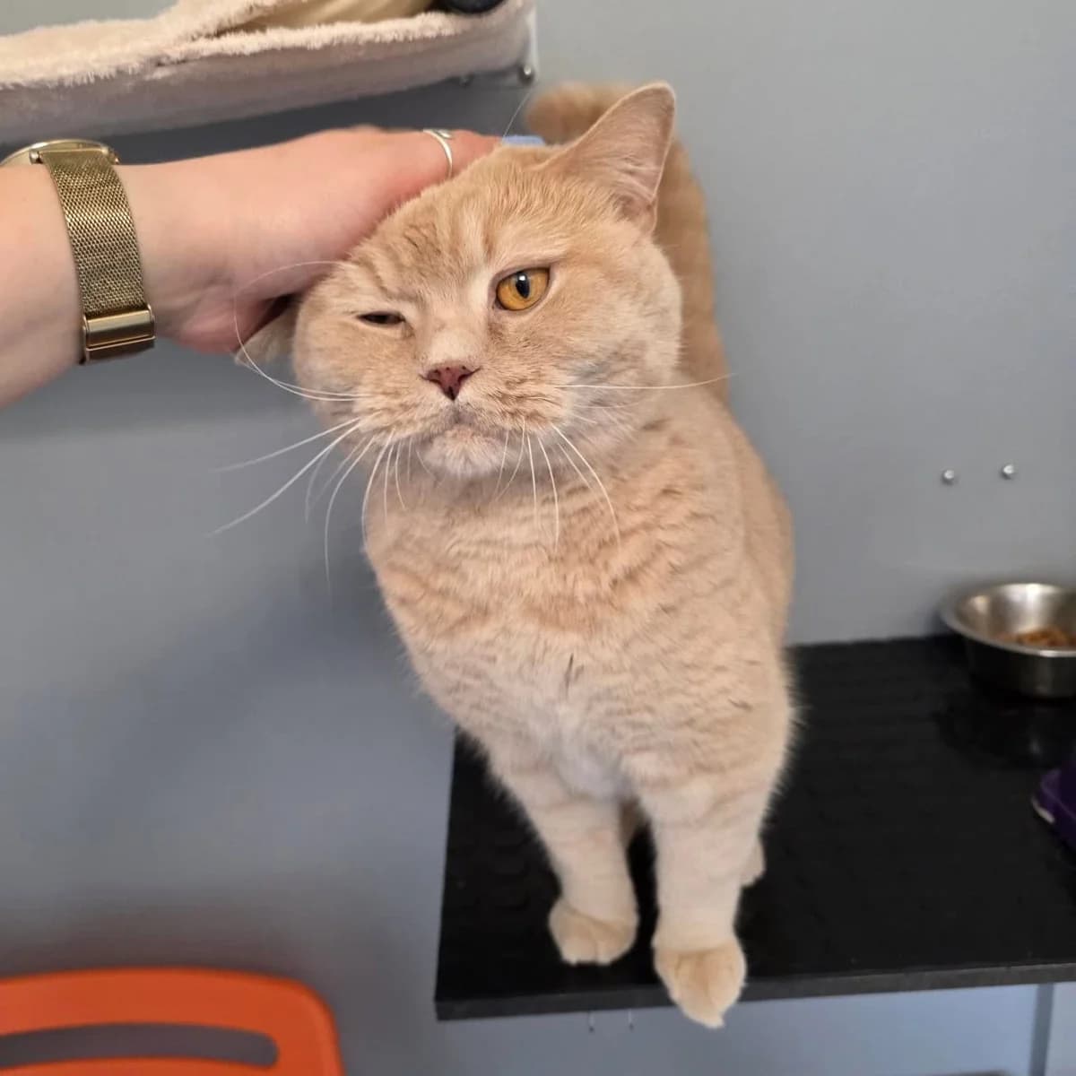 Harry, male British Shorthair for adoption at TierQuarTier Wien, Vienna — photo 3 of 4