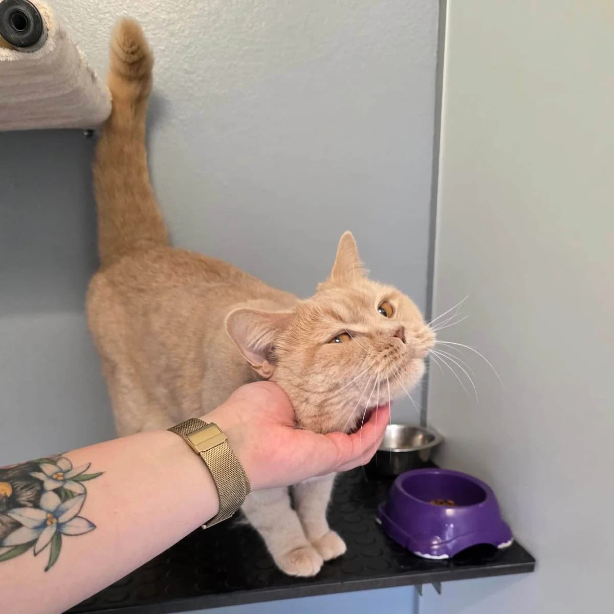 Harry, male British Shorthair for adoption at TierQuarTier Wien, Vienna — photo 4 of 4