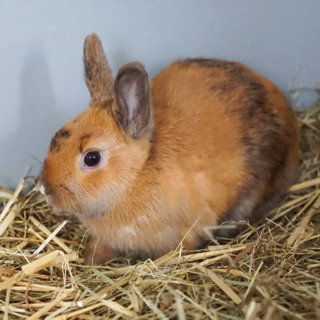 Hayley, Mixed Breed for adoption at TierQuarTier Wien, Vienna