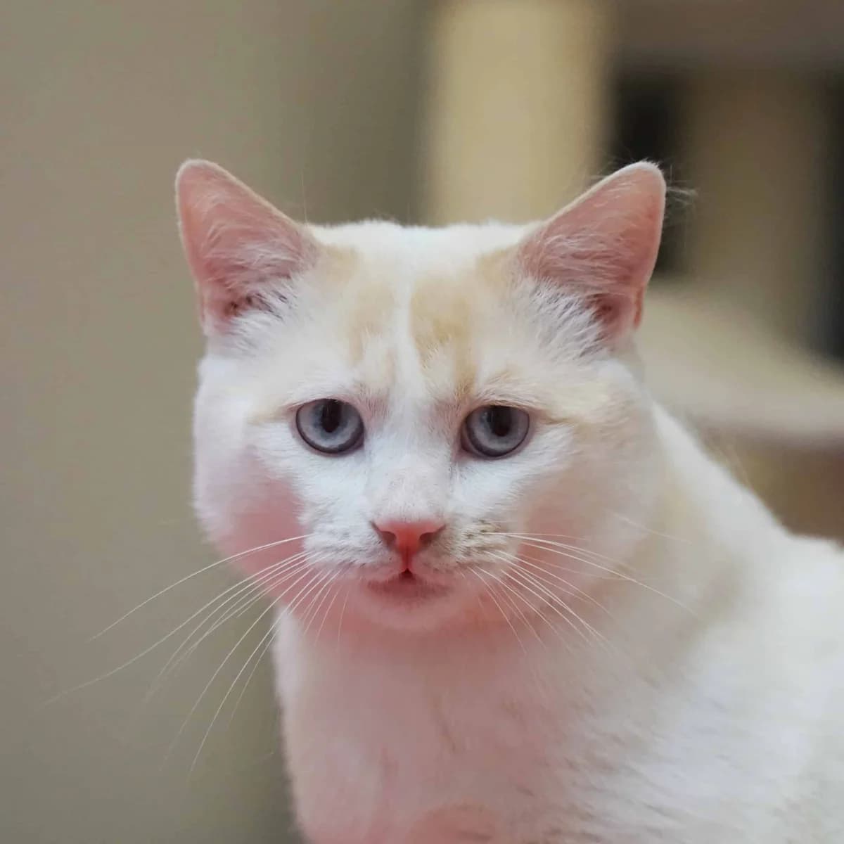 Hedwig, male mixed breed for adoption at TierQuarTier Wien, Vienna