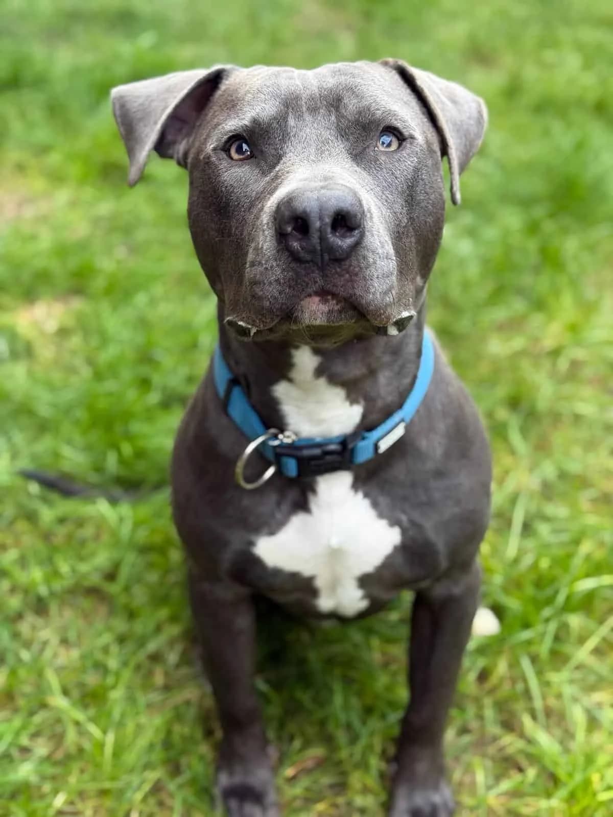 Heino, male Pit Bull Terrier for adoption at TierQuarTier Wien, Vienna