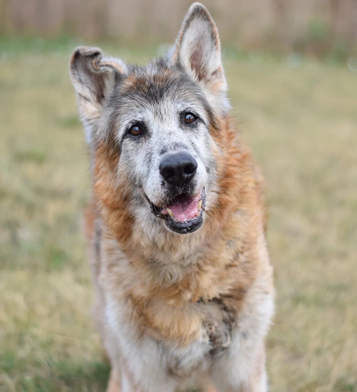Hektor, male German Shepherd for adoption at TierQuarTier Wien, Vienna