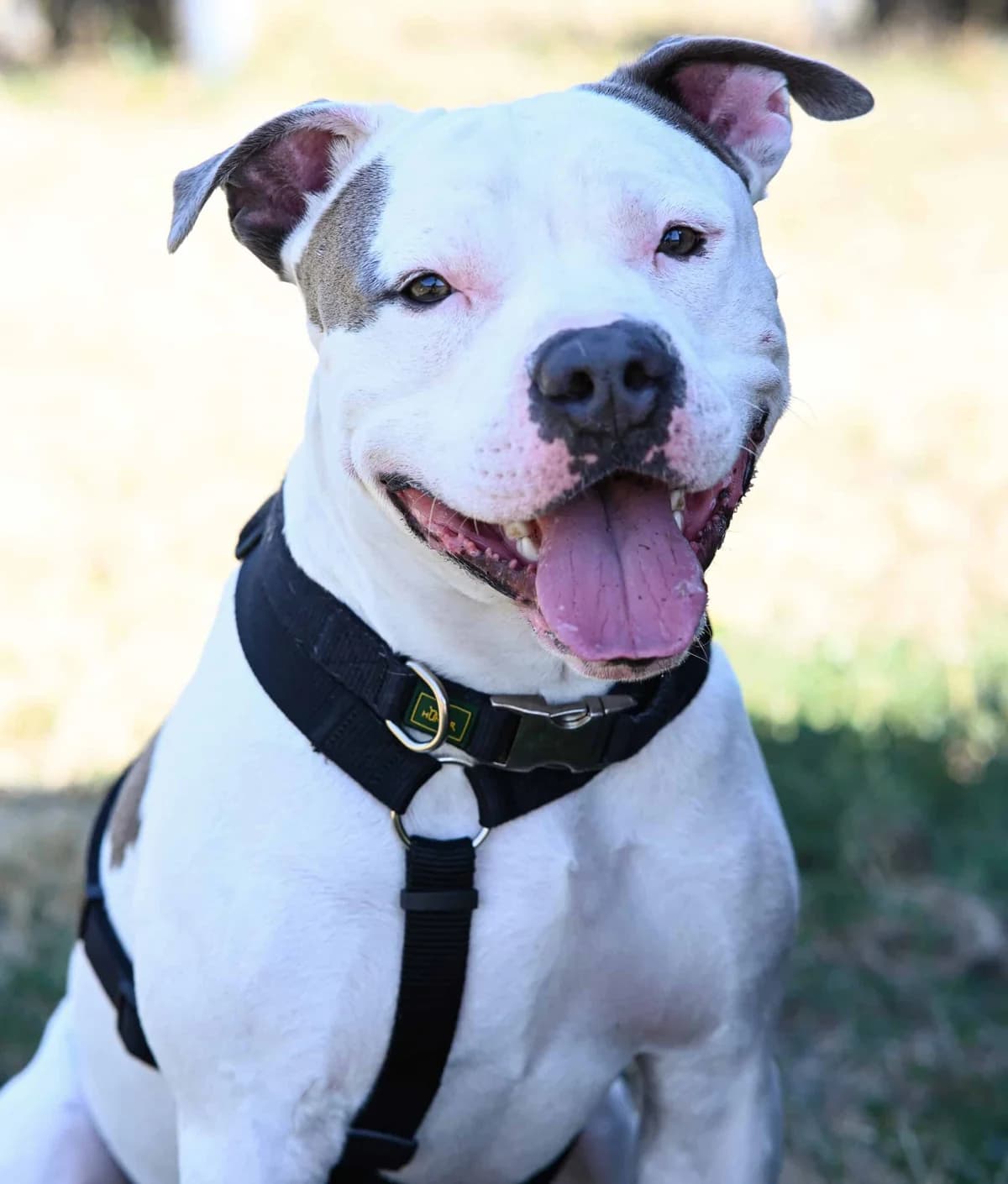 Herbie, American Staffordshire Terrier (TierQuarTier Wien)