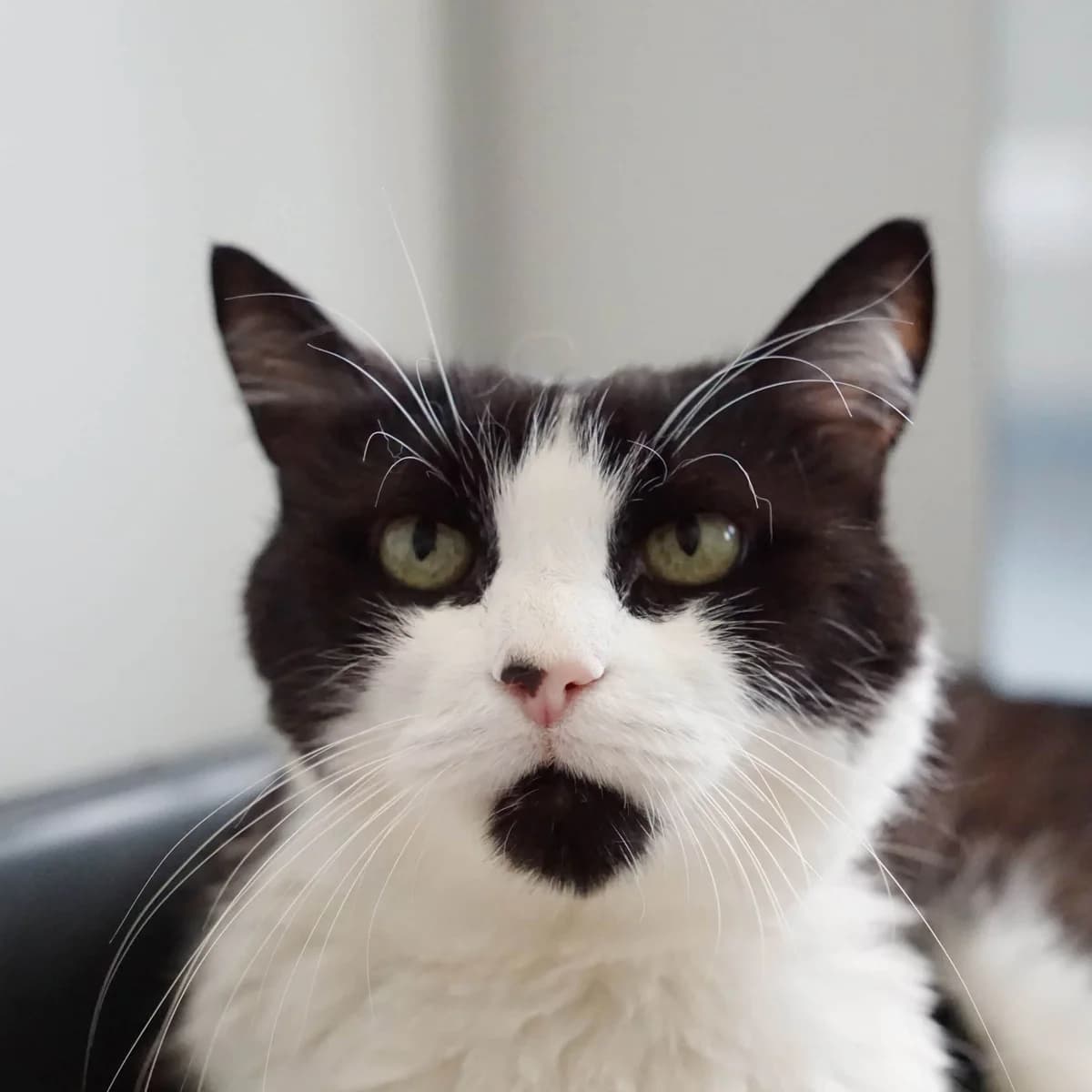Hermi, female mixed breed for adoption at TierQuarTier Wien, Vienna