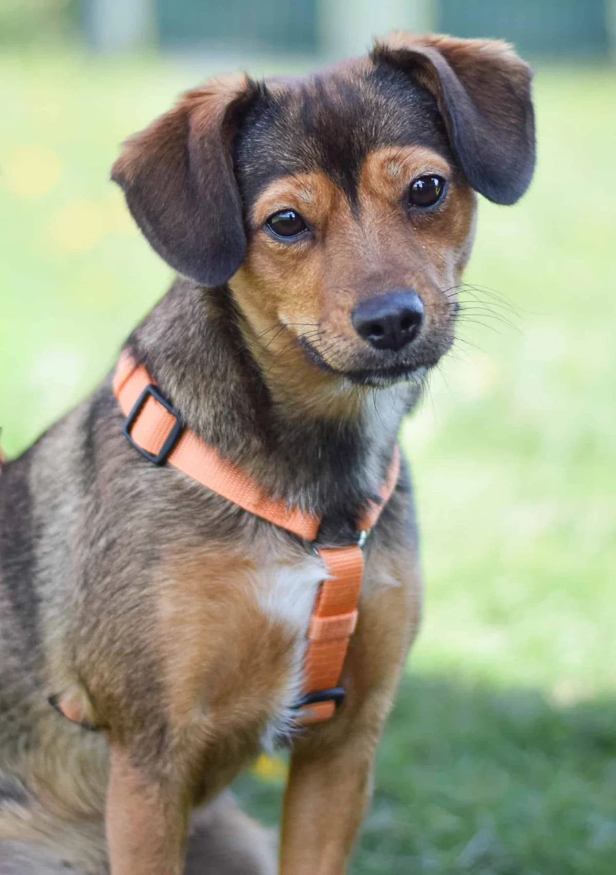 Hilde, female Mixed Breed for adoption at TierQuarTier Wien, Vienna