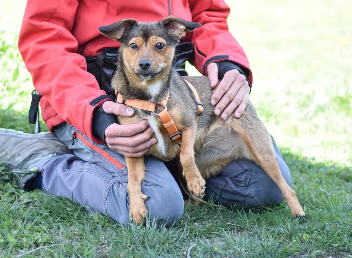 Hilde, female Mixed Breed for adoption at TierQuarTier Wien, Vienna — photo 2 of 5