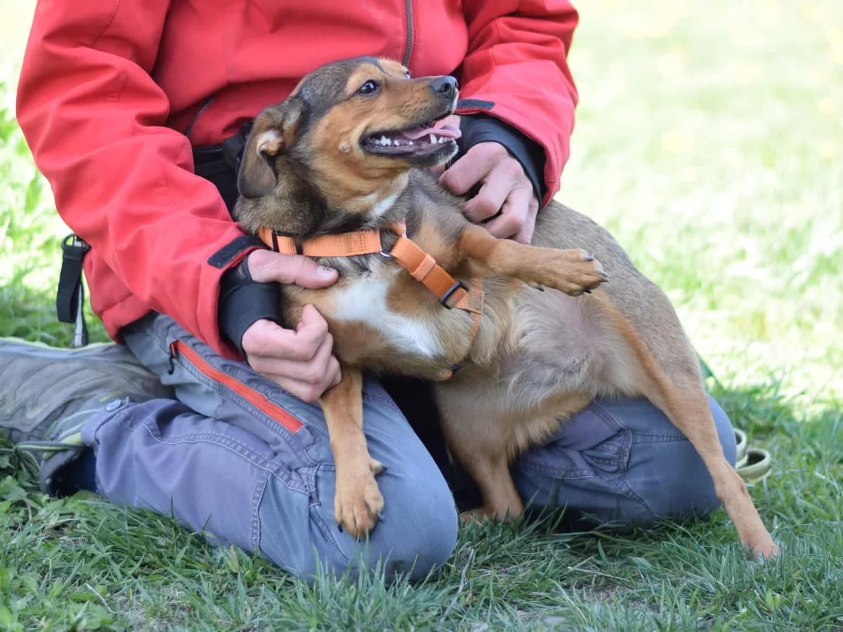Hilde, female Mixed Breed for adoption at TierQuarTier Wien, Vienna — photo 3 of 5