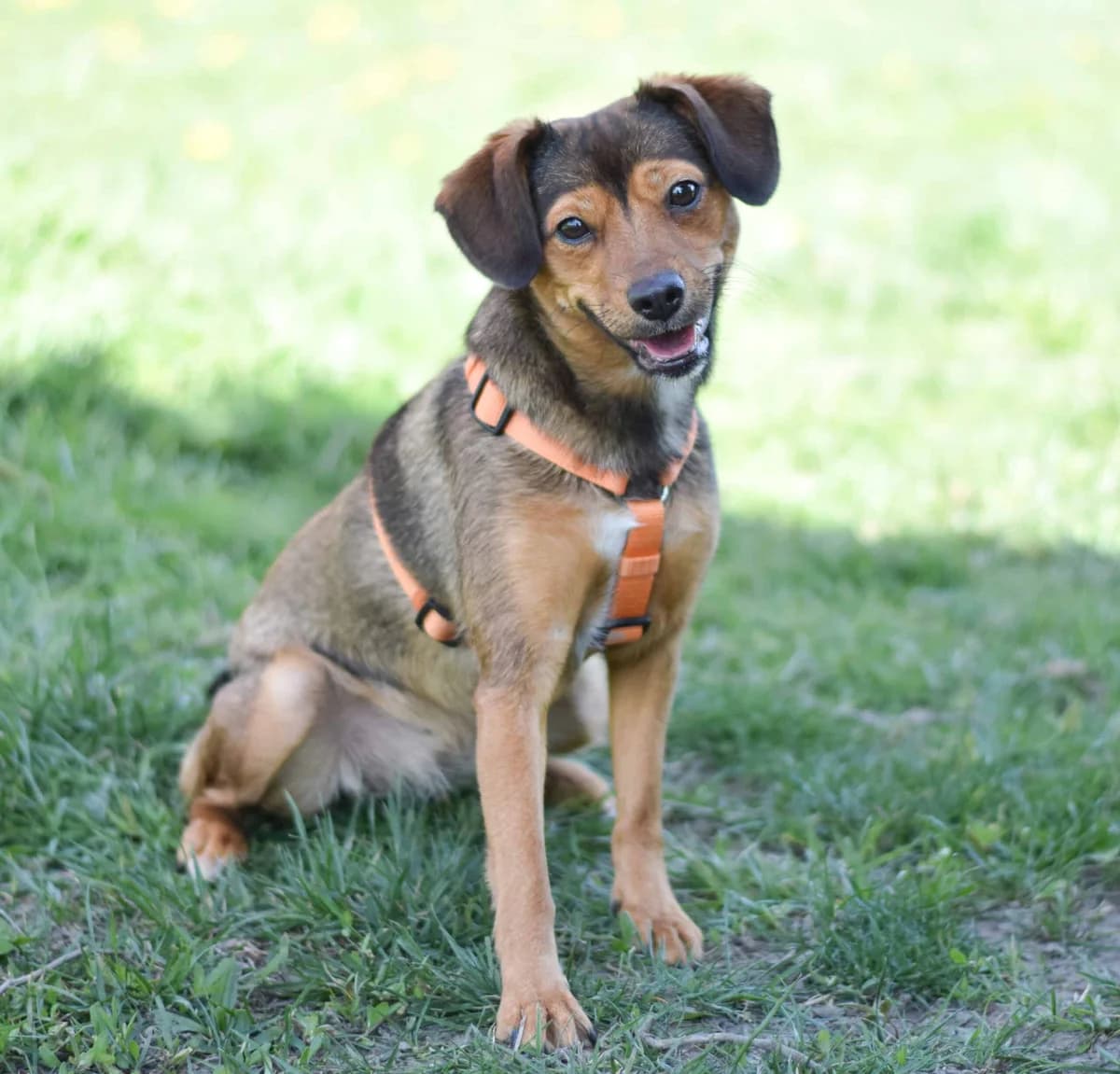 Hilde, female Mixed Breed for adoption at TierQuarTier Wien, Vienna — photo 4 of 5
