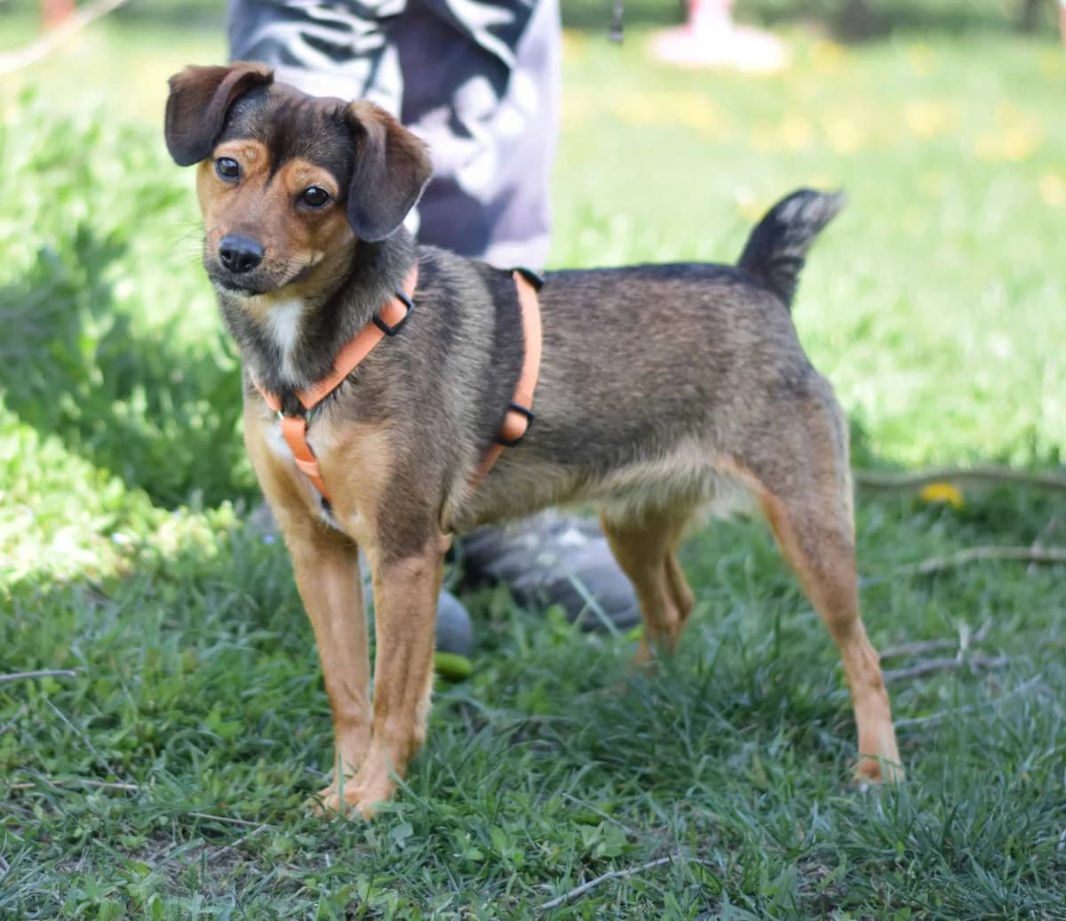 Hilde, female Mixed Breed for adoption at TierQuarTier Wien, Vienna — photo 5 of 5