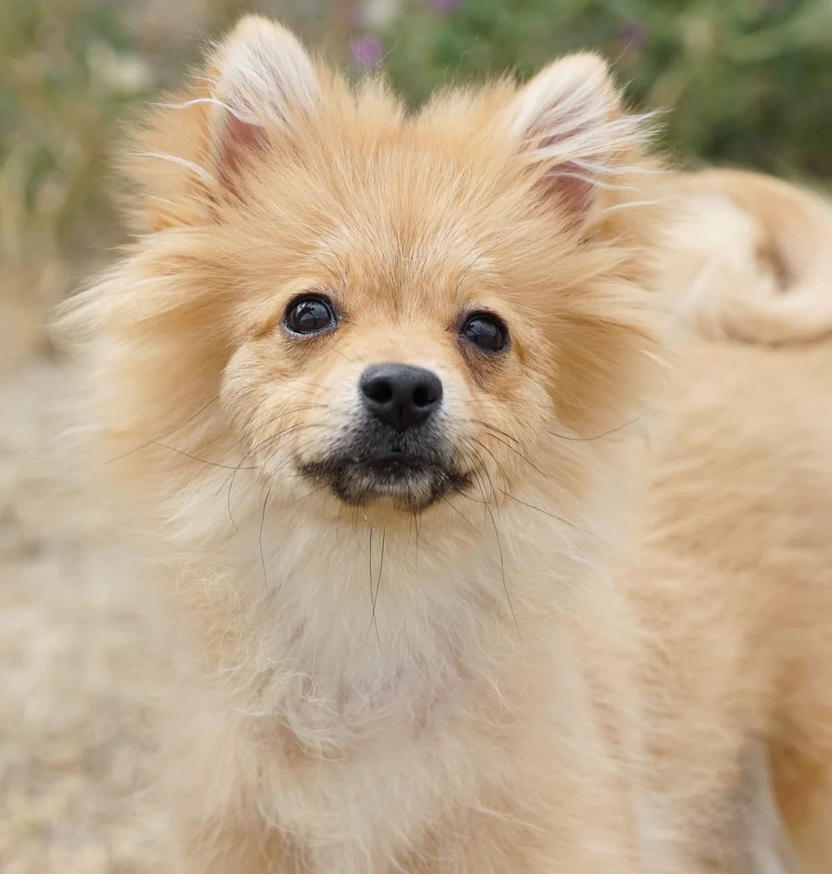 Holly, female Pomeranian for adoption at TierQuarTier Wien, Vienna