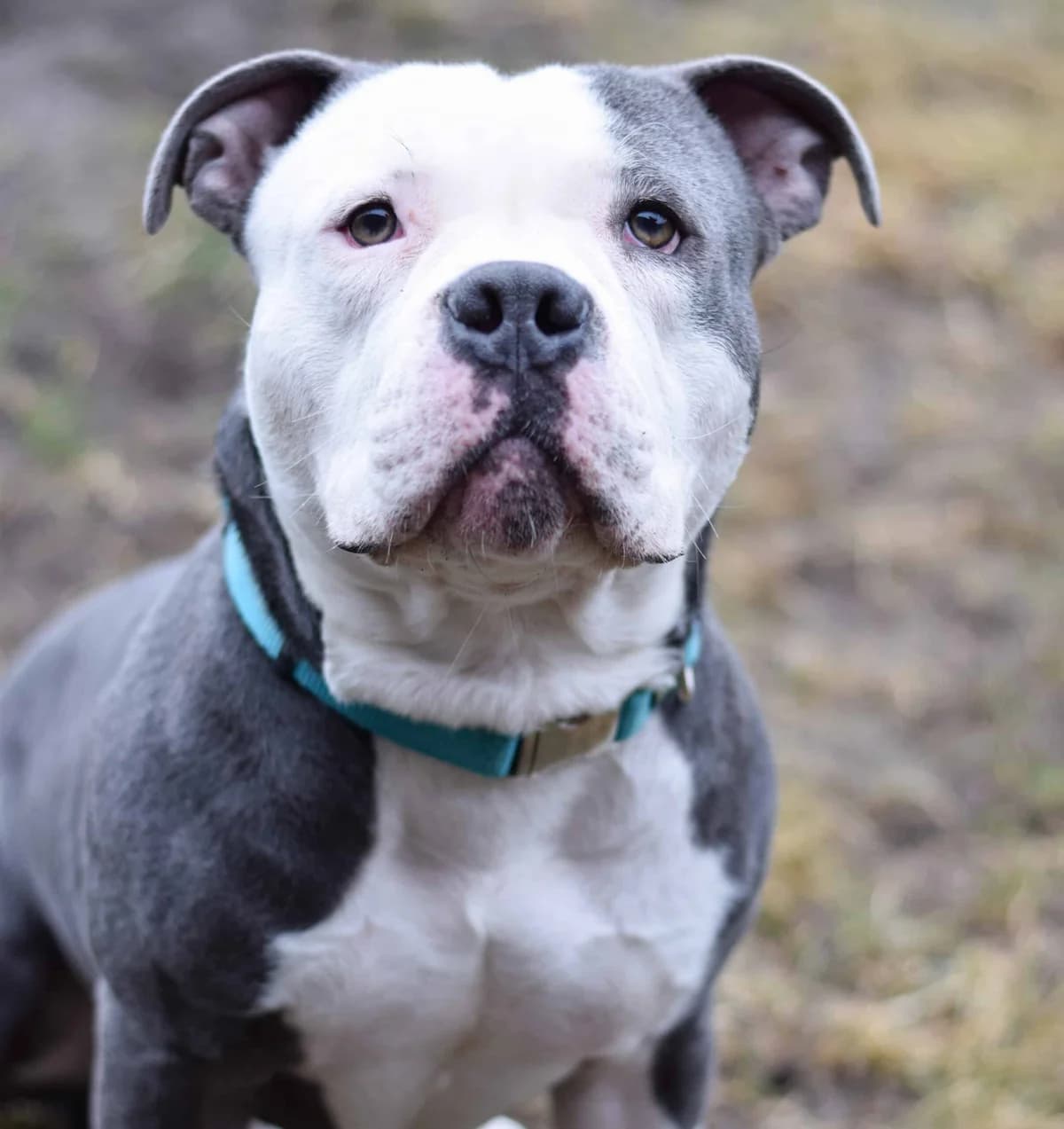 Hubert, male American Staffordshire Terrier for adoption at TierQuarTier Wien, Vienna