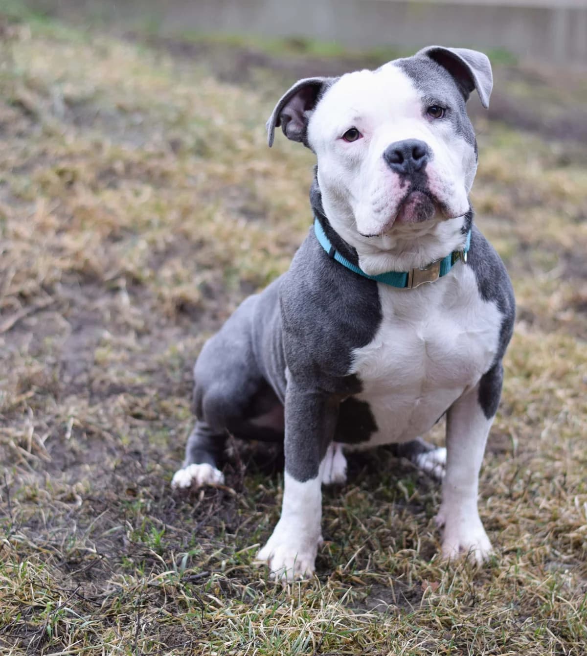 Hubert, male American Staffordshire Terrier for adoption at TierQuarTier Wien, Vienna — photo 2 of 5