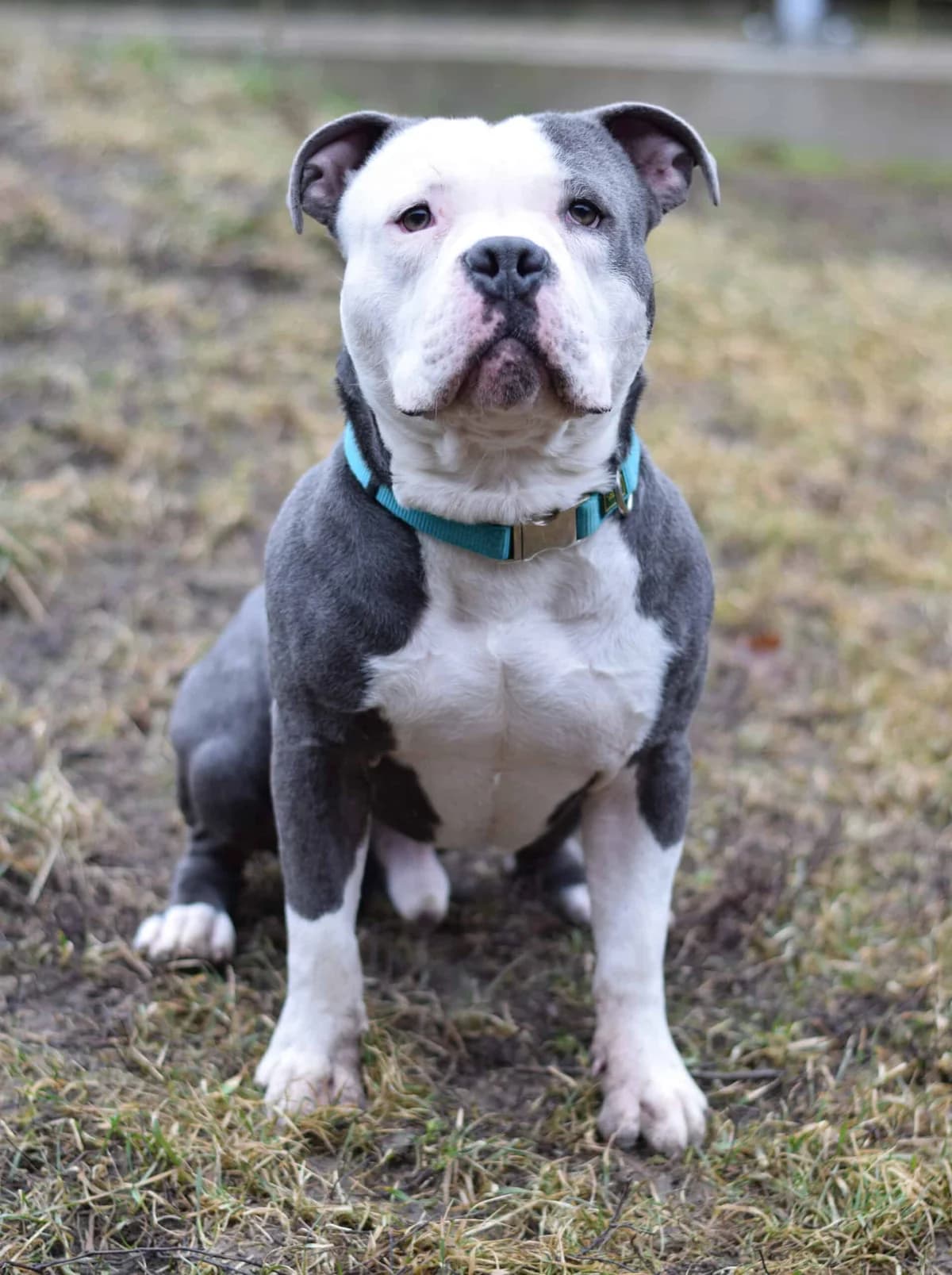 Hubert, male American Staffordshire Terrier for adoption at TierQuarTier Wien, Vienna — photo 3 of 5