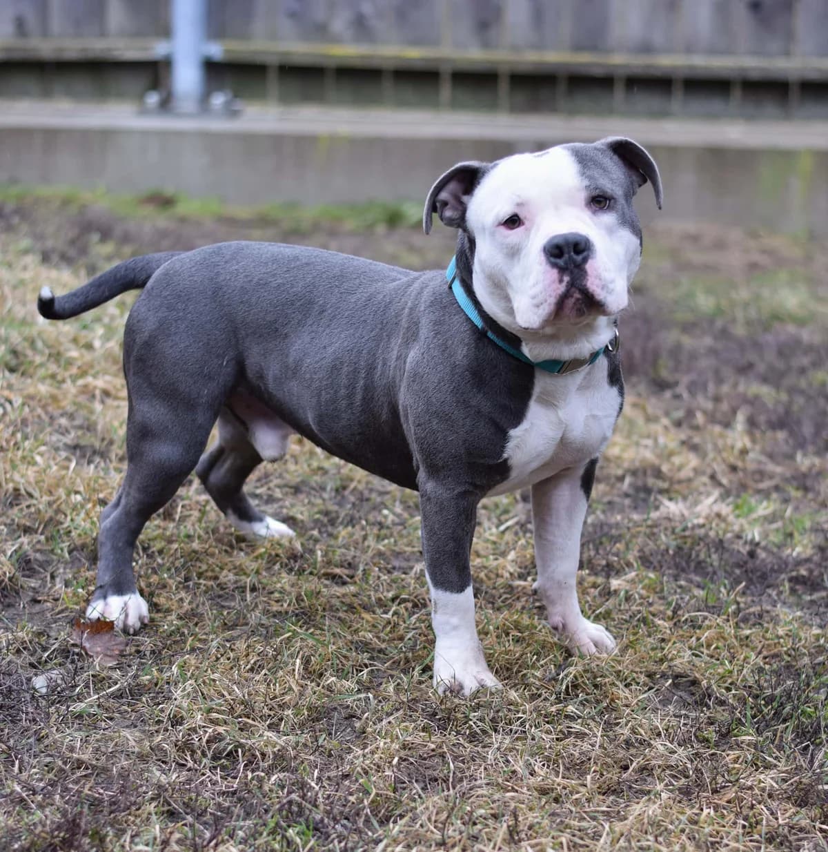 Hubert, male American Staffordshire Terrier for adoption at TierQuarTier Wien, Vienna — photo 4 of 5