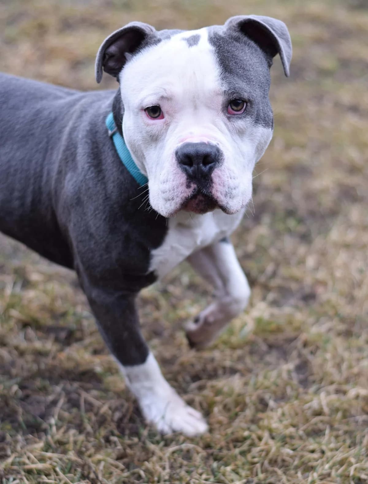 Hubert, male American Staffordshire Terrier for adoption at TierQuarTier Wien, Vienna — photo 5 of 5
