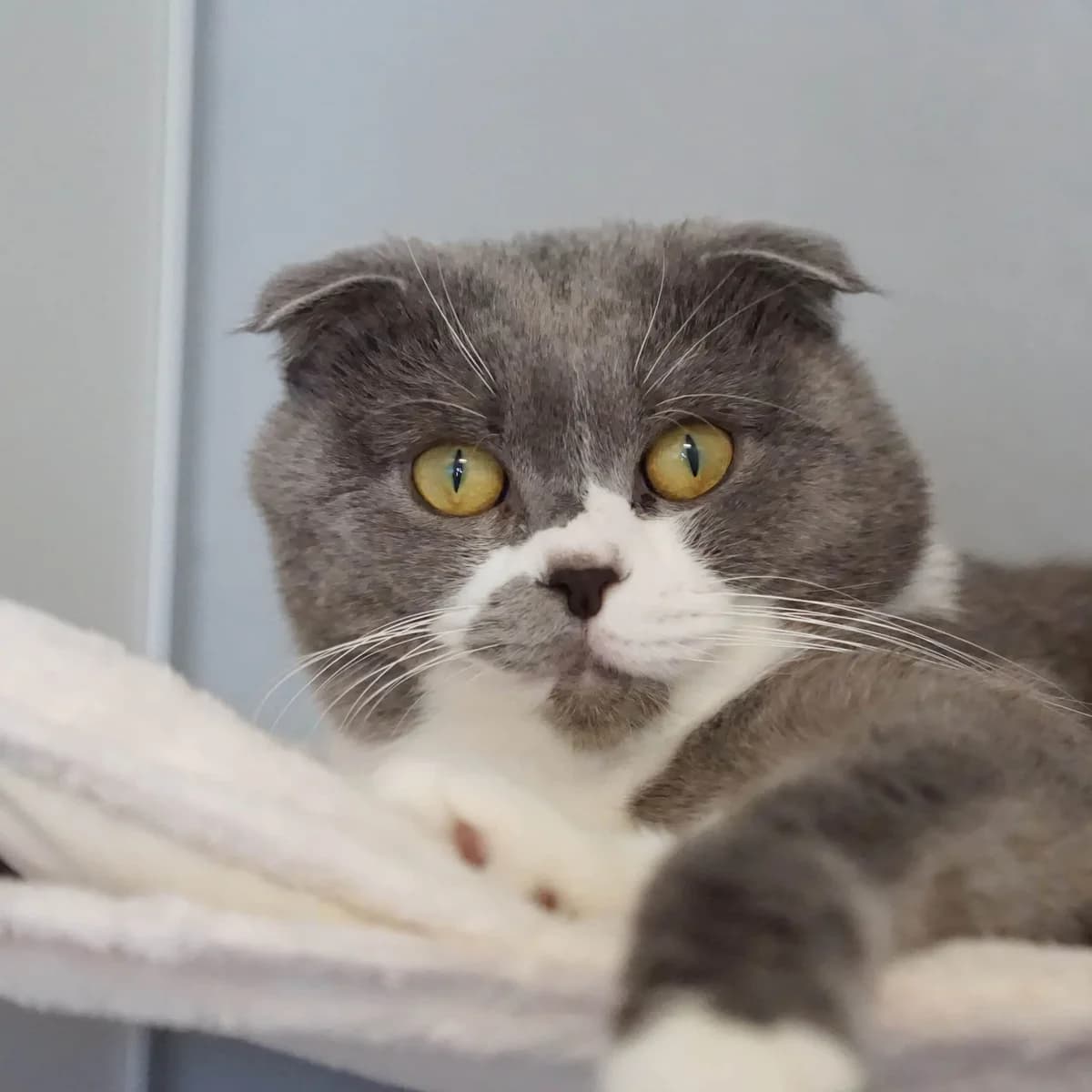 Iron, male Scottish Fold for adoption at TierQuarTier Wien, Vienna