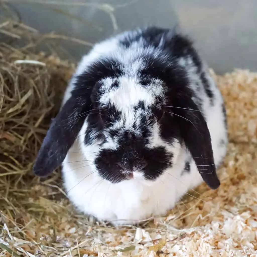 Jackson,  Mixed Breed for adoption at TierQuarTier Wien, Vienna