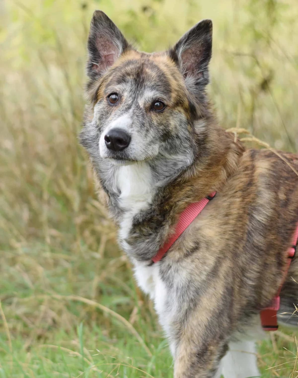 Jessy, Mixed Breed (TierQuarTier Wien)